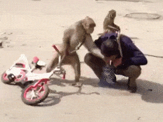 010ce3244e70cc9f472f71d2301f0cb8.gif