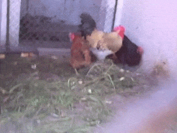 0229abffbda490d28dc348f385e2dd64.gif