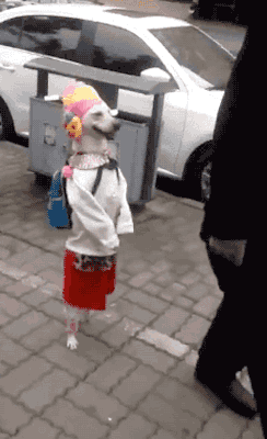 05c87f987ce618579a04064e035d41e7.gif