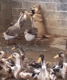 06d0e6b226ec15b84244ea40b3ae1024.gif