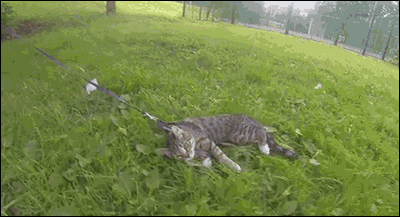 0dd70785270ce288837d6dd558e5f495.gif