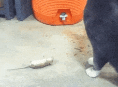 0ea8b314588b27addca038724a4b4f9a.gif