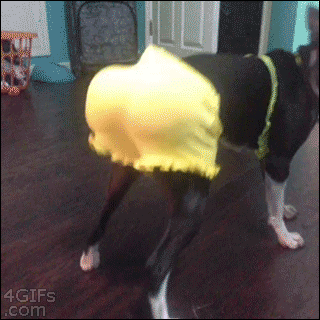 1ad79c165c8d7452038241dceabf0d11.gif
