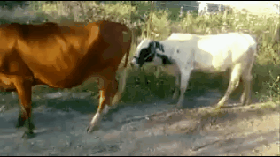 2633435dcd6de6a228485ec507ac876c.gif