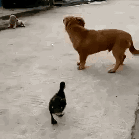 3629d7447390294e5dbd00827b67b1f6.gif