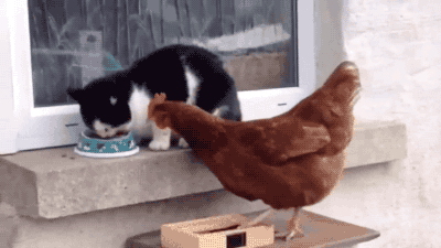 46b49100c0632510115f167590d9394a.gif