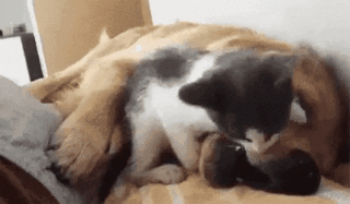 518b751c24095ecd02bfff724f94f81e.gif