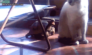 609906aa497b5140b298b12bf4ba7d21.gif