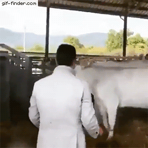 62f9fd3faa883e462fb5157616c7f1e9.gif