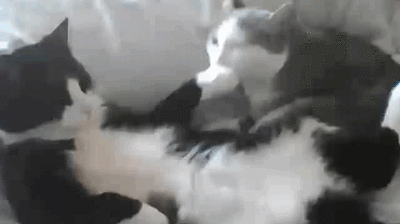 8e7dd96bf8c22a8a373d5c72cb33bac8.gif