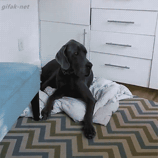 8e859aae2b7c30fc3a5bff7fdd9be9af.gif