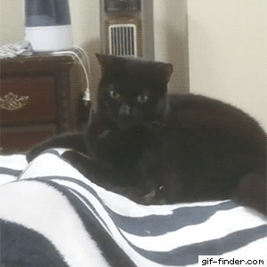 9e7b64d65935b87a7c2f6737f443a819.gif