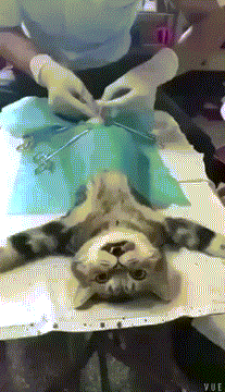 a2cbcc28fb82d0c853b290e9b85954b5.gif
