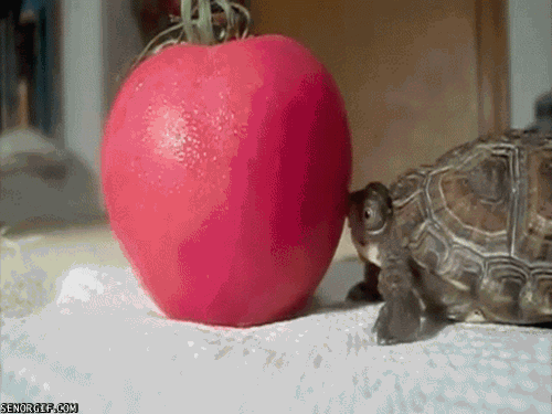 a48b743ad0c0028137c0d739086882b9.gif