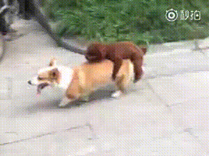 adac4281016732cb6653f3c840352897.gif