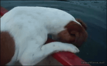 b52f7a7f963da7f6d0c87437d912cbf8.gif