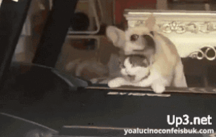 dcf0ba1e93de339d14386bd8babcbe03.gif