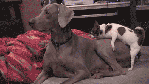 de47c48086da929e3377e7308ffc83b9.gif