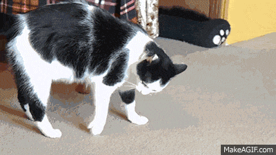 fb94e7c6124fa4c85c1f37741f613485.gif