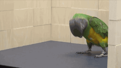fd9f9f20980e3a9caed0964a5ab71072.gif