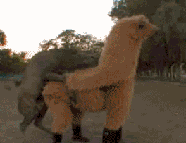ffcc54ef235a9f44d4352a0d6e9c60d2.gif