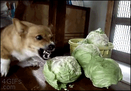4a5f048bef6c9a8adfc8959d38a0f2d2.gif