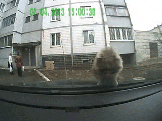 bebccc93571727514be7e339917f88ae.gif?s=1389053291