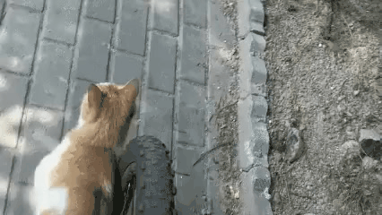 f98827f1a50156c4a4aa776797ead31e.gif